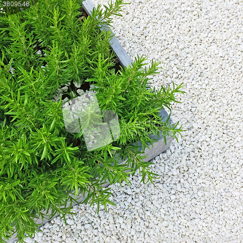 Image of Rosemary plant on white stone background