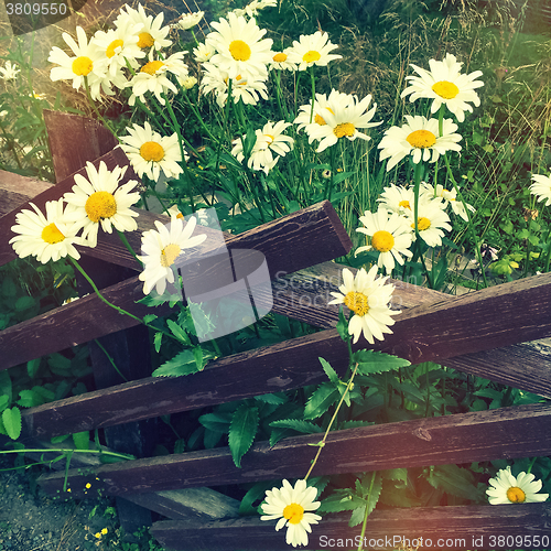 Image of Daisies growing near a wooden fence