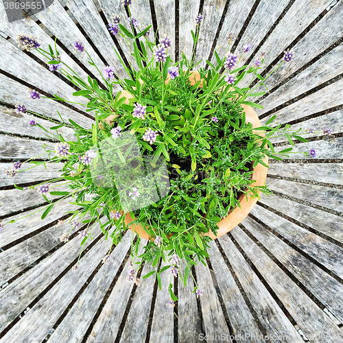 Image of Blooming plant on old wooden table