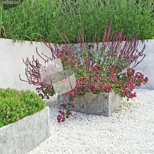 Image of Flowerbeds with blooming plants