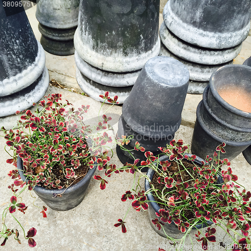 Image of Gray clay pots and decorative red clover