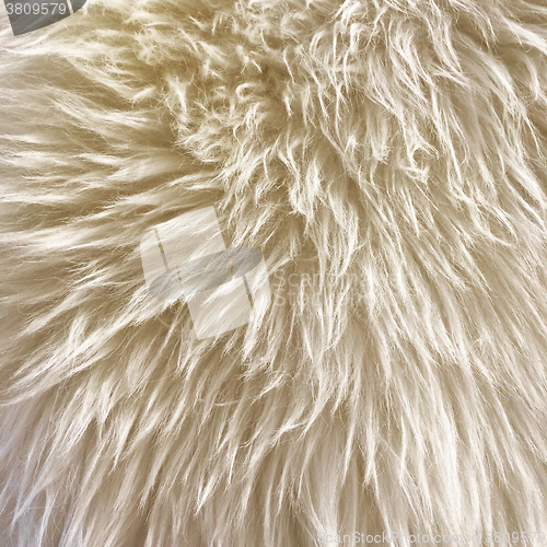 Image of White fur background