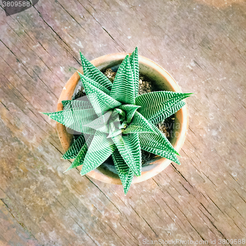 Image of Decorative aloe plant on old wooden surface