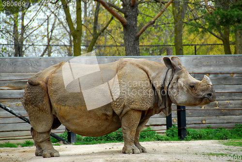 Image of Rhinoceros