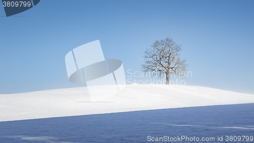 Image of lonely winter tree