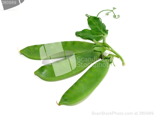 Image of Snow pea on white