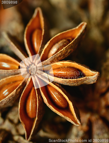 Image of Star anise spice