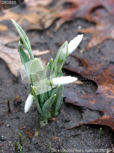 Image of Snowdrops