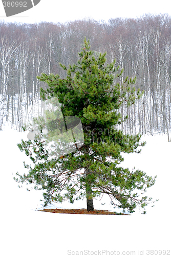 Image of Winter landscape