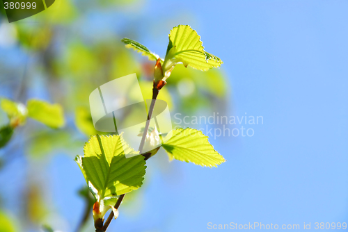 Image of Spring tree