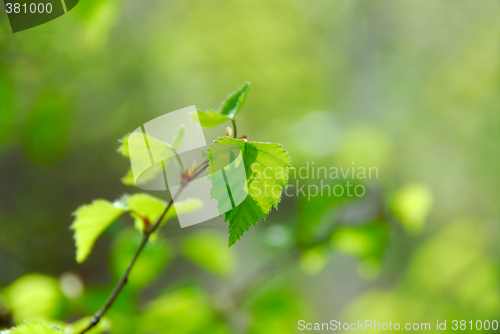 Image of Spring green leaves