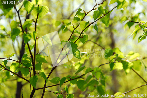 Image of Spring green leaves