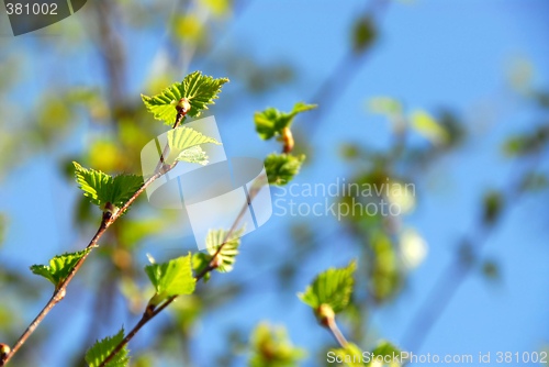 Image of Spring green leaves