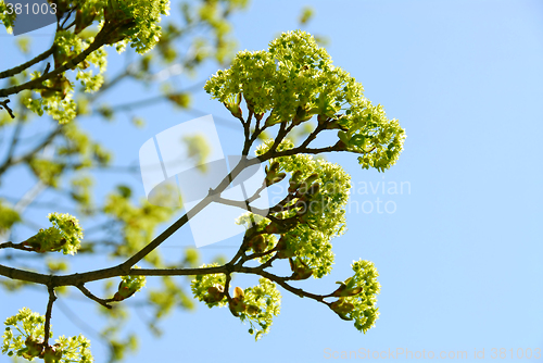 Image of Spring tree