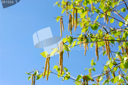 Image of Spring tree