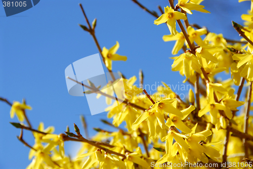 Image of Spring bloom forsythia