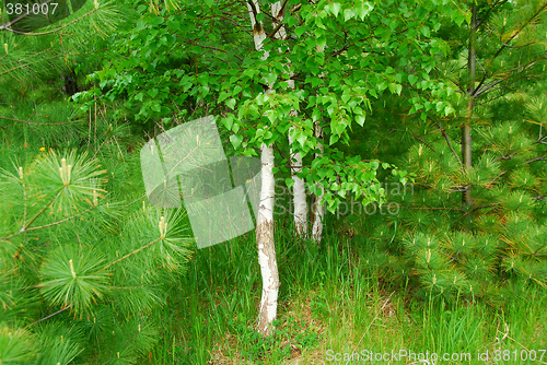 Image of Spring forest