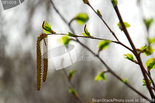 Image of Spring tree branch