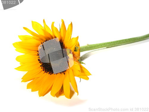 Image of Sunflower white background