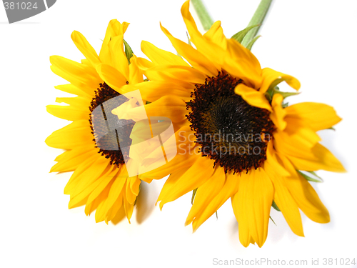 Image of Sunflower white background
