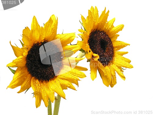 Image of Sunflower on white