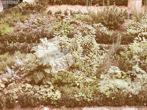 Image of Retro looking Botanical garden