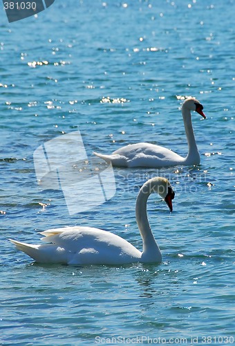 Image of Pair of swans