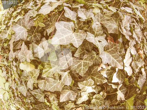 Image of Retro looking Green ivy plant background