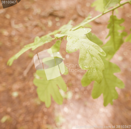 Image of Retro looking An oak tree leaf
