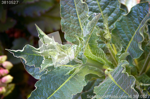 Image of Nicotiana alata