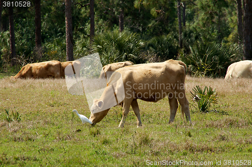 Image of bovines in bonita springs