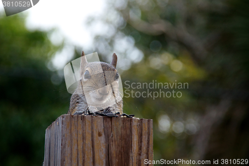 Image of Eastern grey squirrel looking at viewer