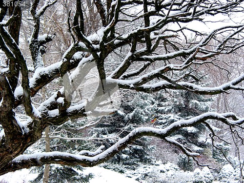 Image of Snowfall and tree