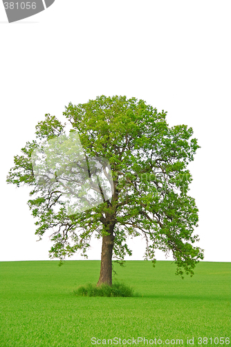 Image of Tree