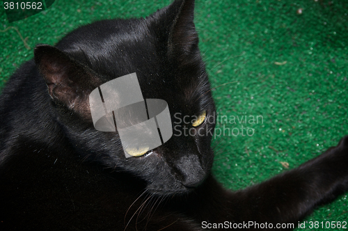 Image of dusty havana brown cat