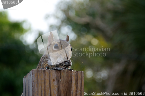 Image of eastern grey squirrel eating