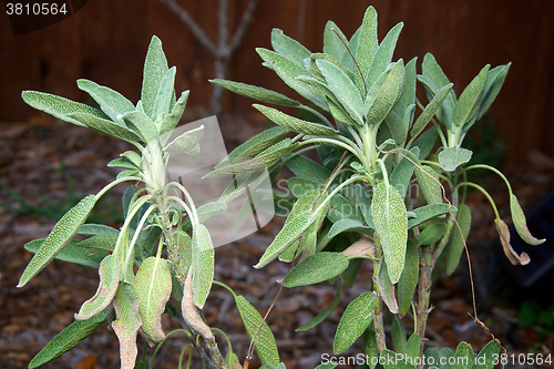 Image of garden sage growing wild