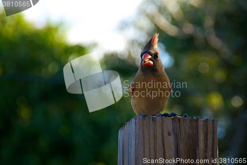Image of young female cardinal bird perched eating