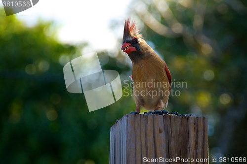 Image of young female cardinal bird standing