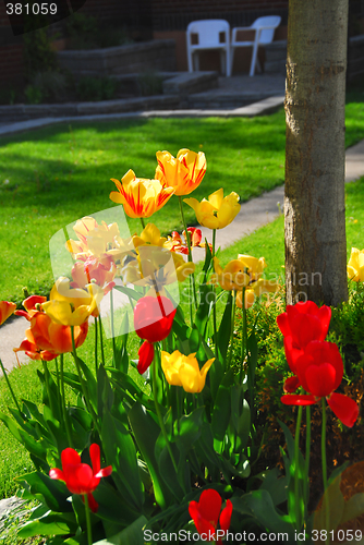 Image of Tulips at a house