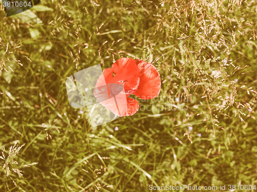 Image of Retro looking Papaver flower