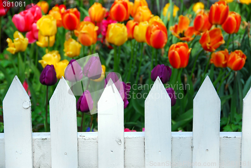 Image of Tulips white fence