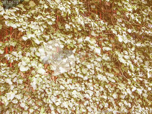Image of Retro looking Ivy leaves