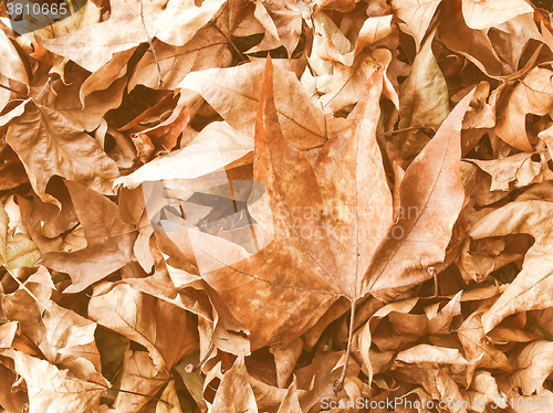 Image of Retro looking Falling leaves