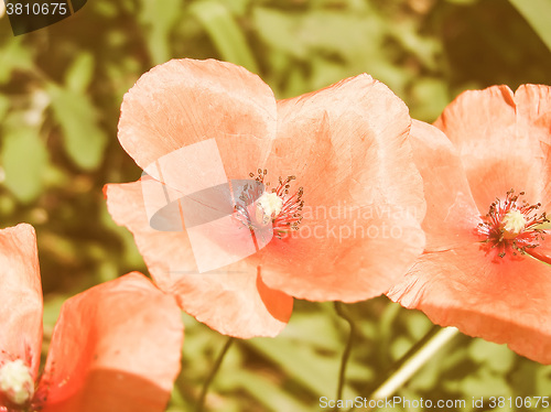 Image of Retro looking Flower picture