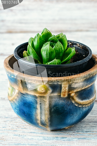 Image of Succulent in a pot