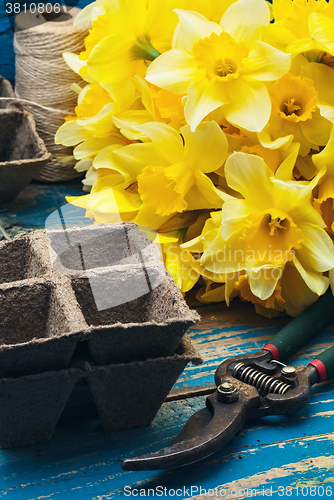 Image of A bouquet of fresh-cut Narcissus