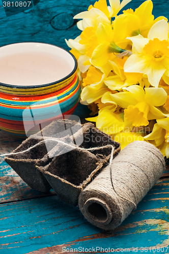 Image of A bouquet of fresh-cut Narcissus