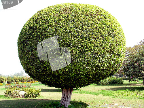 Image of Round Tree