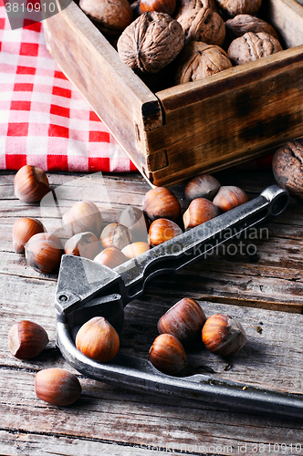 Image of walnuts with hazelnuts